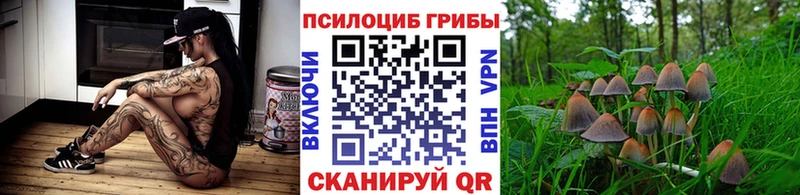 купить закладку Будённовск Псилоцибиновые грибы MAGIC MUSHROOMS
